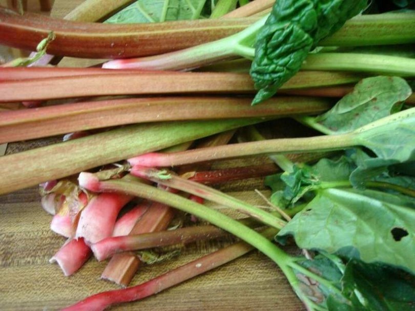 Rebarbara - Különleges zöldségek az Egzotikus Növények Stúdiója kínálatából